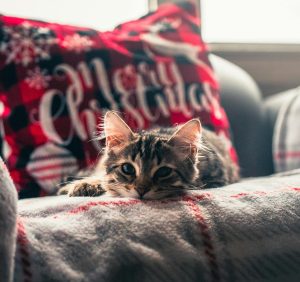 A kitten peeks over a couch that has a plaid blanket and Merry Christmas pillow